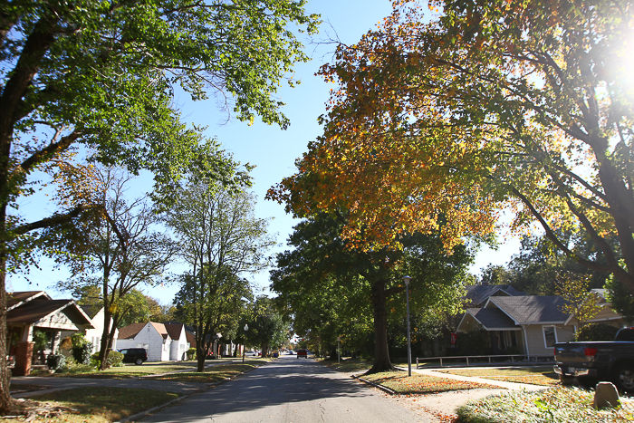 Elm